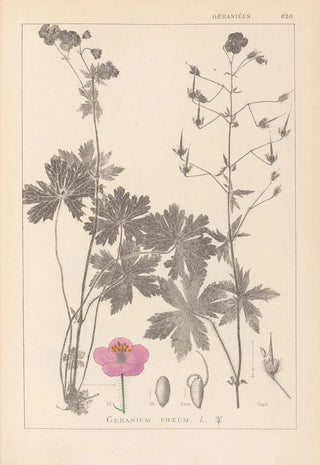 Herbier de la flore française Pl0063 - Louis Antoine Cusin — artwork view
