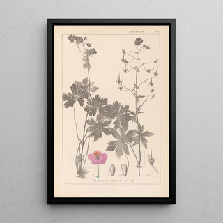 Herbier de la flore française Pl0063 - Louis Antoine Cusin — framed artwork on a wall