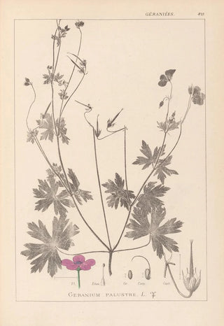 Herbier de la flore française Pl0064 - Louis Antoine Cusin — artwork view