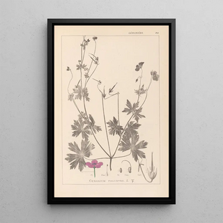 Herbier de la flore française Pl0064 - Louis Antoine Cusin — framed artwork on a wall