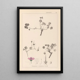 Herbier de la flore française Pl0065 - Louis Antoine Cusin — framed artwork on a wall