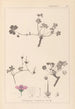 Herbier de la flore française Pl0065 - Louis Antoine Cusin — artwork view