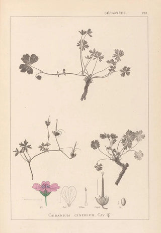Herbier de la flore française Pl0065 - Louis Antoine Cusin — artwork view