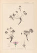 Herbier de la flore française Pl0066 - Louis Antoine Cusin — artwork view