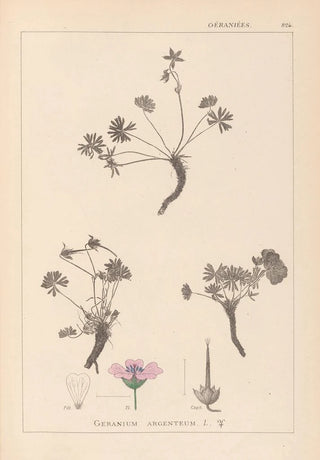 Herbier de la flore française Pl0066 - Louis Antoine Cusin — artwork view