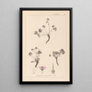 Herbier de la flore française Pl0066 - Louis Antoine Cusin — framed artwork on a wall