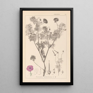 Herbier de la flore française Pl0067 - Louis Antoine Cusin — framed artwork on a wall