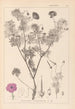 Herbier de la flore française Pl0067 - Louis Antoine Cusin — artwork view