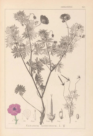 Herbier de la flore française Pl0067 - Louis Antoine Cusin — artwork view