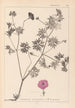 Herbier de la flore française Pl0068 - Louis Antoine Cusin — artwork view