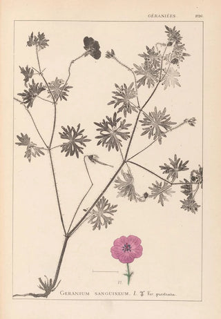 Herbier de la flore française Pl0068 - Louis Antoine Cusin — artwork view