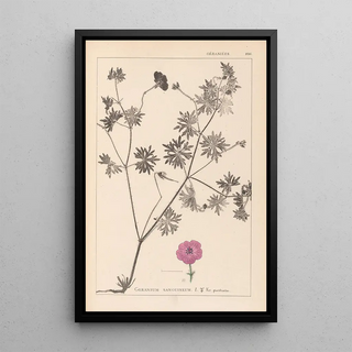 Herbier de la flore française Pl0068 - Louis Antoine Cusin — framed artwork on a wall