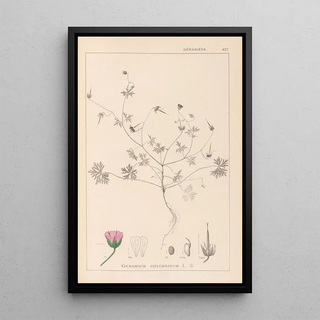 Herbier de la flore française Pl0069 - Louis Antoine Cusin — framed artwork on a wall