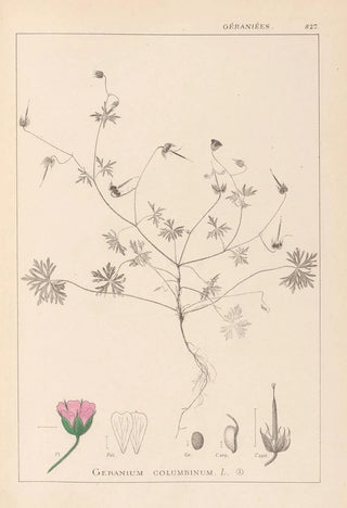 Herbier de la flore française Pl0069 - Louis Antoine Cusin — artwork view