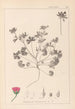 Herbier de la flore française Pl0070 - Louis Antoine Cusin — artwork view