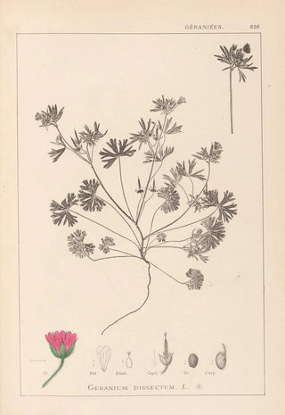 Herbier de la flore française Pl0070 - Louis Antoine Cusin — artwork view