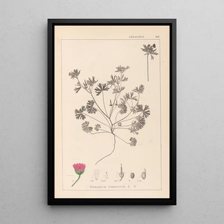 Herbier de la flore française Pl0070 - Louis Antoine Cusin — framed artwork on a wall