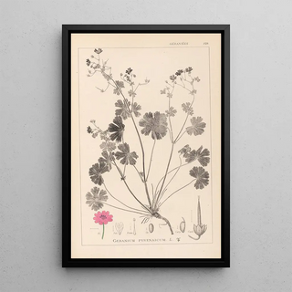 Herbier de la flore française Pl0071 - Louis Antoine Cusin — framed artwork on a wall