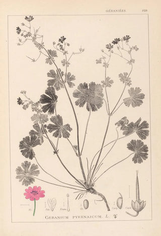 Herbier de la flore française Pl0071 - Louis Antoine Cusin — artwork view
