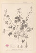 Herbier de la flore française Pl0072 - Louis Antoine Cusin — artwork view
