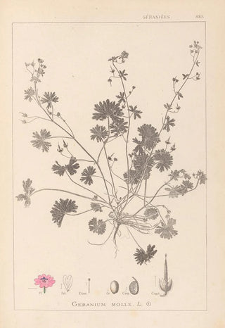 Herbier de la flore française Pl0072 - Louis Antoine Cusin — artwork view