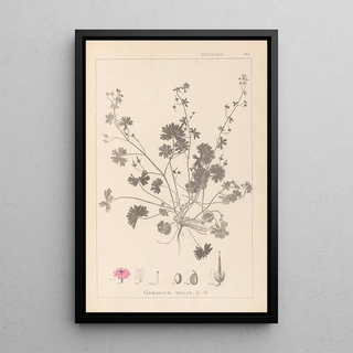 Herbier de la flore française Pl0072 - Louis Antoine Cusin — framed artwork on a wall