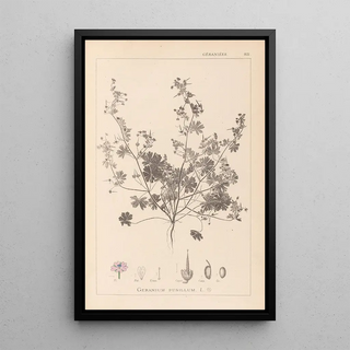 Herbier de la flore française Pl0073 - Louis Antoine Cusin — framed artwork on a wall