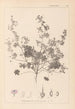 Herbier de la flore française Pl0073 - Louis Antoine Cusin — artwork view