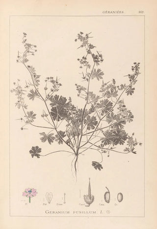 Herbier de la flore française Pl0073 - Louis Antoine Cusin — artwork view