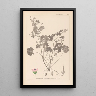 French flora herbarium painting Pl0074 - Louis Antoine Cusin — framed artwork on a wall