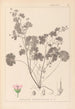 French flora herbarium painting Pl0074 - Louis Antoine Cusin — artwork view