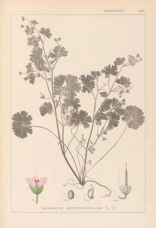 French flora herbarium painting Pl0074 - Louis Antoine Cusin — artwork view