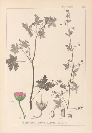 Herbier de la flore française Pl0075 - Louis Antoine Cusin — artwork view