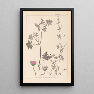 Herbier de la flore française Pl0075 - Louis Antoine Cusin — framed artwork on a wall