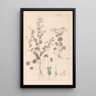 Herbier de la flore française Pl0076 - Louis Antoine Cusin — framed artwork on a wall