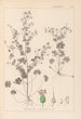 Herbier de la flore française Pl0076 - Louis Antoine Cusin — artwork view
