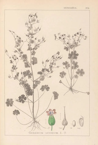 Herbier de la flore française Pl0076 - Louis Antoine Cusin — artwork view
