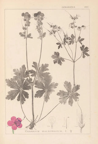 Herbier de la flore française Pl0077 - Louis Antoine Cusin — artwork view
