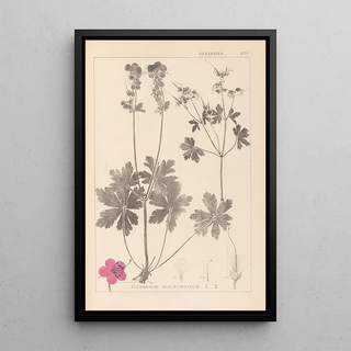 Herbier de la flore française Pl0077 - Louis Antoine Cusin — framed artwork on a wall