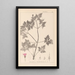 Herbier de la flore française Pl0078 - Louis Antoine Cusin — framed artwork on a wall