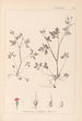 Herbier de la flore française Pl0079 - Louis Antoine Cusin — artwork view