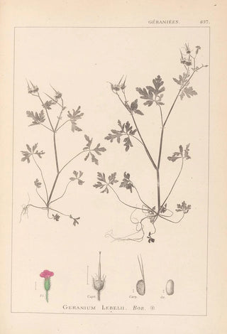 Herbier de la flore française Pl0079 - Louis Antoine Cusin — artwork view