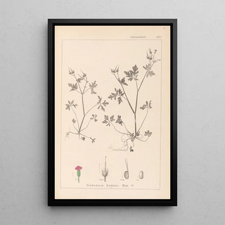 Herbier de la flore française Pl0079 - Louis Antoine Cusin — framed artwork on a wall