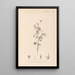 Herbier de la flore française Pl0080 - Louis Antoine Cusin — framed artwork on a wall