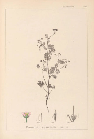Herbier de la flore française Pl0080 - Louis Antoine Cusin — artwork view