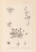 Herbier de la flore française Pl0081 - Louis Antoine Cusin — artwork view
