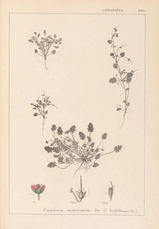 Herbier de la flore française Pl0081 - Louis Antoine Cusin — artwork view