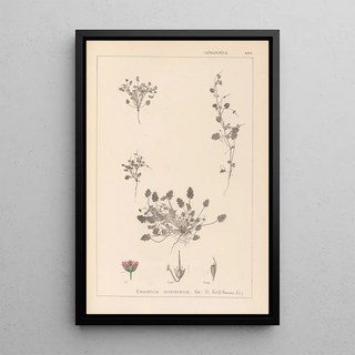 Herbier de la flore française Pl0081 - Louis Antoine Cusin — framed artwork on a wall