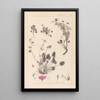 Herbier de la flore française Pl0082 - Louis Antoine Cusin — framed artwork on a wall