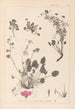 Herbier de la flore française Pl0082 - Louis Antoine Cusin — artwork view